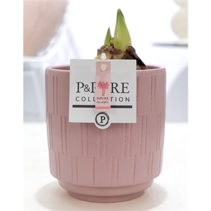 Hippeastrum pink in P&PURE Tess 2 ceramics pink