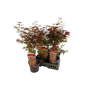 Acer Pa Atropurpureu