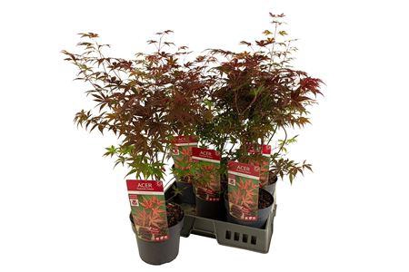 <h4>Acer Pa Atropurpureu</h4>