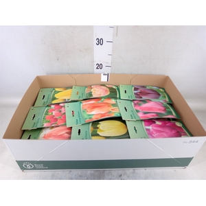 Tulipa   ...flowerbulbs