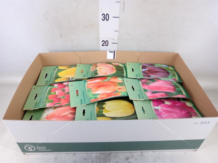 <h4>Tulipa   ...flowerbulbs</h4>