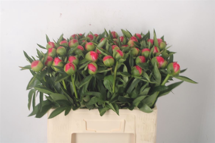<h4>Paeo L Flame X50</h4>