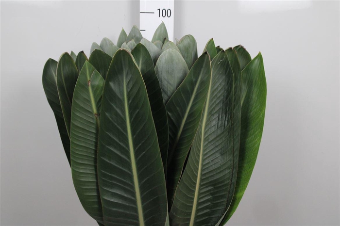 <h4>Strelit Blad</h4>