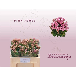 Bouv Pink Jewel