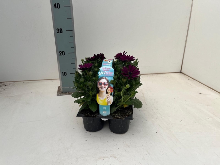 <h4>OSTEO GELATO ALMOND</h4>