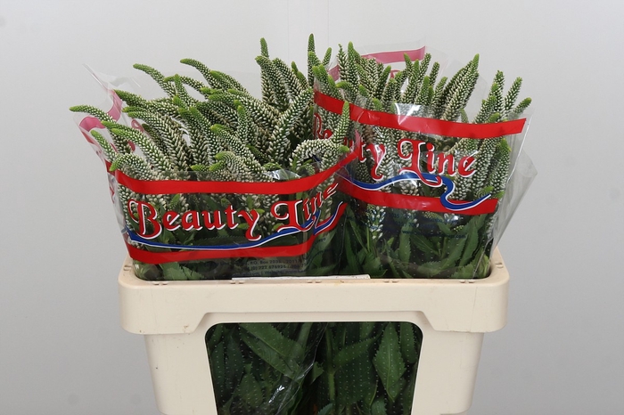 Veronica Skyler White