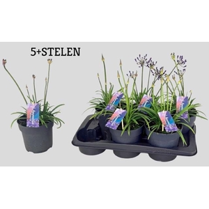 AGAPA BRILLIANT BLUE