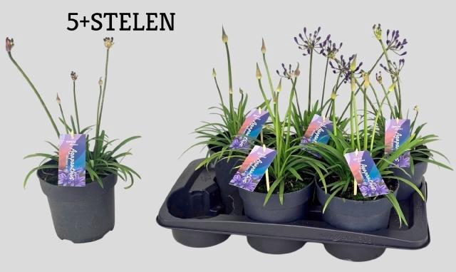 <h4>AGAPA BRILLIANT BLUE</h4>