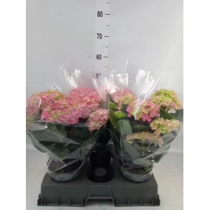 Hydrangea mac. 'Anda'