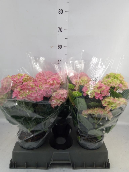 <h4>Hydrangea mac. 'Anda'</h4>