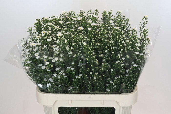 <h4>Aster Paquita</h4>