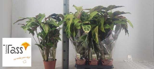 <h4>CALAT FUSION YELLOW</h4>