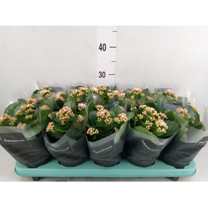 Kalanchoe blos. 'Serenity Rosa'