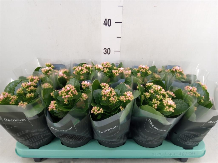 <h4>Kalanchoe blos. 'Serenity Rosa'</h4>