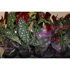 BEGONIA MACULATA P13 PO