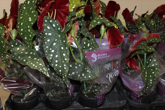 <h4>BEGONIA MACULATA P13 PO</h4>