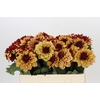 Dahlia Creme de Cognac