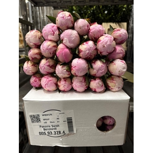 Paeonia Sarah Bernhardt