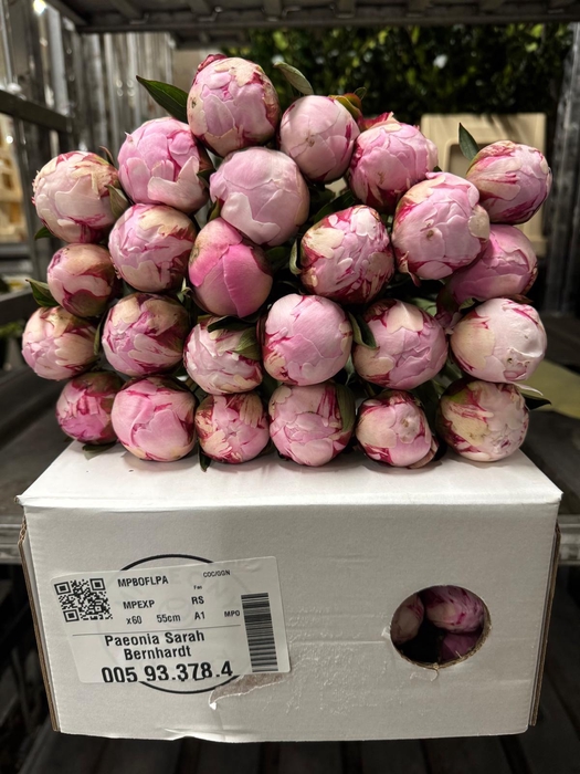 <h4>Paeonia Sarah Bernhardt</h4>