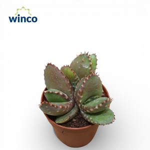 Aloe Aculeata (Group)