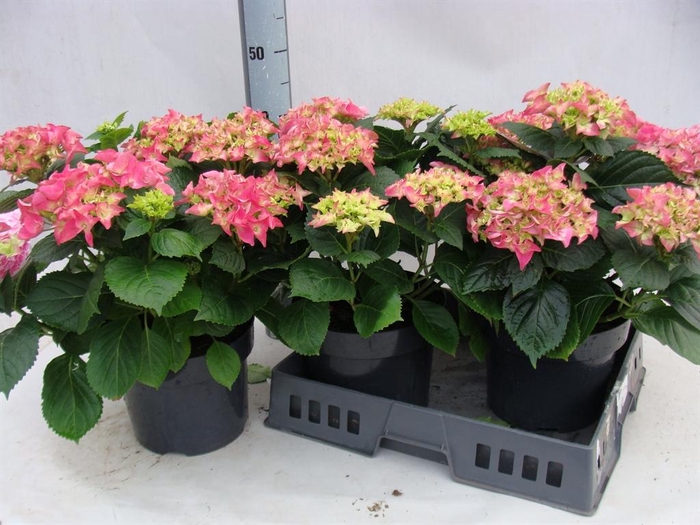 <h4>Hydrangea mac.</h4>