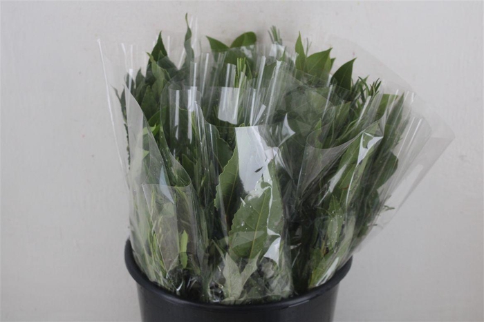 <h4>Boeket Aroma Mix P/b</h4>