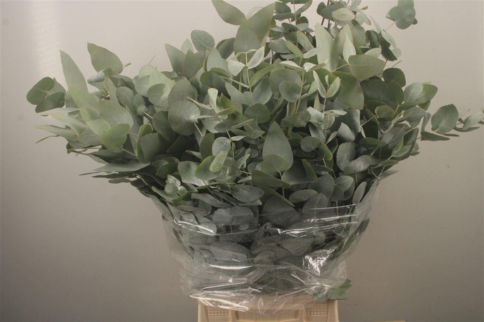 <h4>Euc Cinerea Per Bunch 300 Gram Extra</h4>