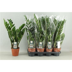 Zamio Zamiifolia 4-5+