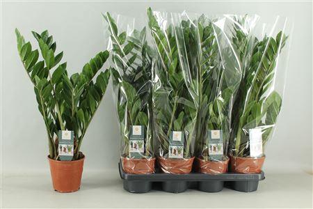 <h4>Zamio Zamiifolia 4-5+</h4>