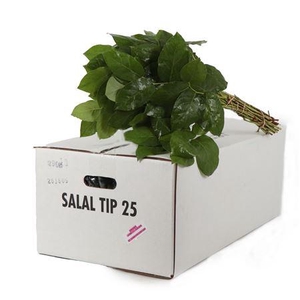 SALAL TIPS WITTE DOOS