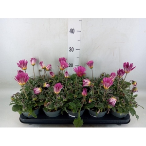 Arctotis  'Opera Rose'