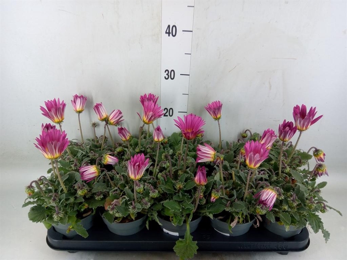 <h4>Arctotis  'Opera Rose'</h4>