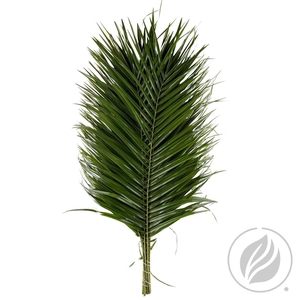 Phoenix Roebelini 80cm