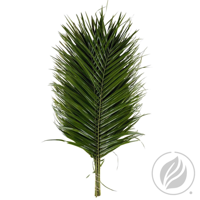 Phoenix Roebelini Adg 80cm