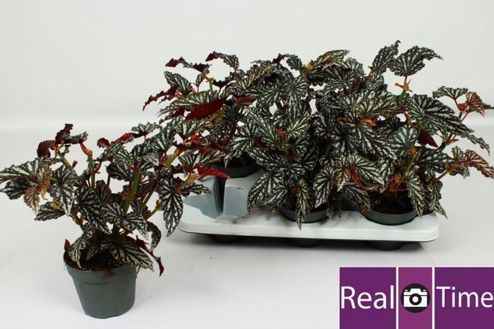 <h4>BEG MA SPOTL  DARK</h4>