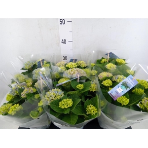 Hydrangea mac. 'Magical Revolution'