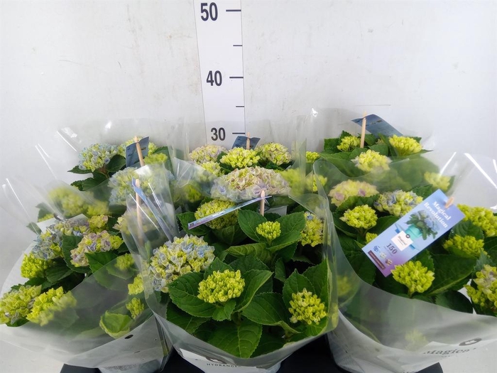 <h4>Hydrangea mac. 'Magical Revolution'</h4>