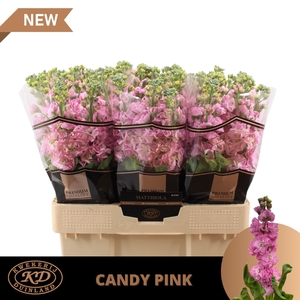 MATTH IMPALA PINK