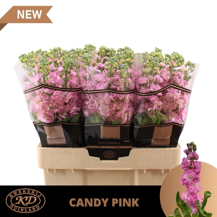 <h4>MATTH IMPALA PINK</h4>