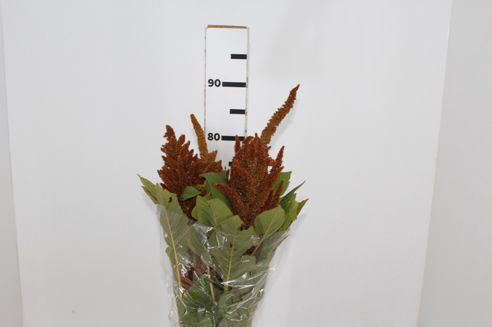 <h4>AMARANTHUS DOURADO 070 CM</h4>