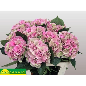 Hydrangea royal love (classic)