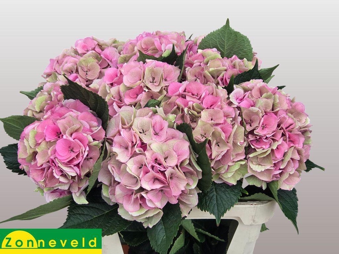 <h4>Hydrangea royal love (classic)</h4>