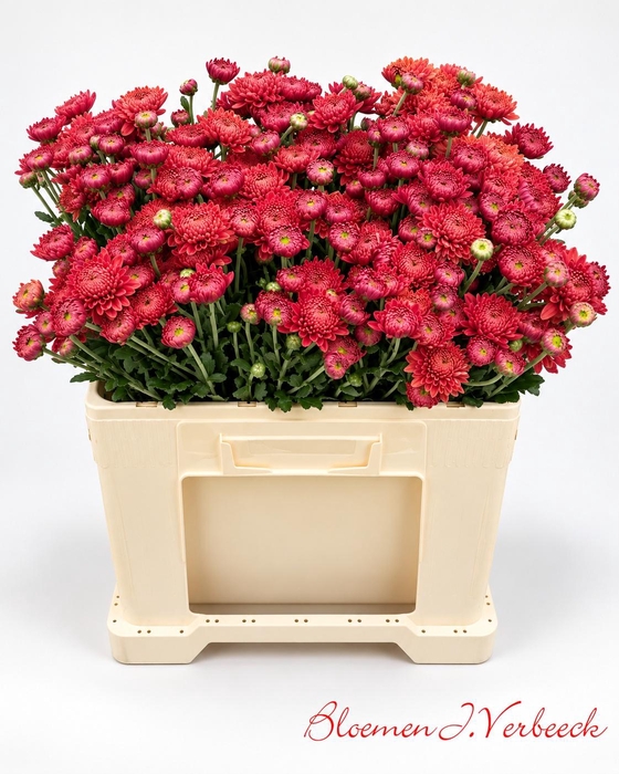 <h4>CHR T BLENDA RED</h4>