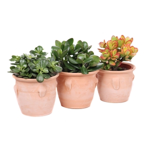 Succulent kruik met 4 oren