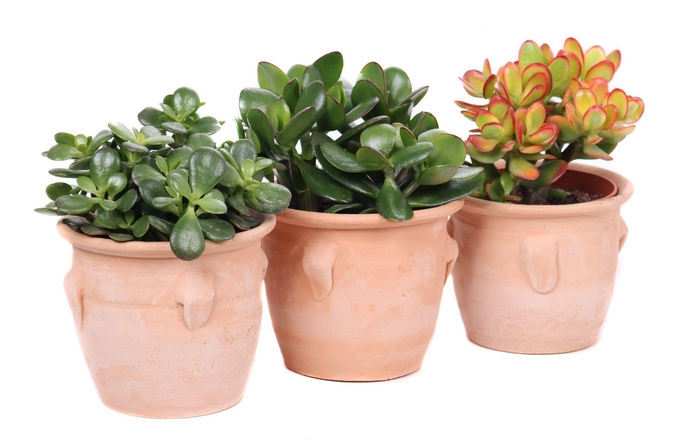 <h4>Succulent kruik met 4 oren</h4>