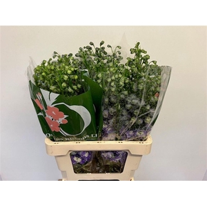 DELPH EL PURPLE ARROW