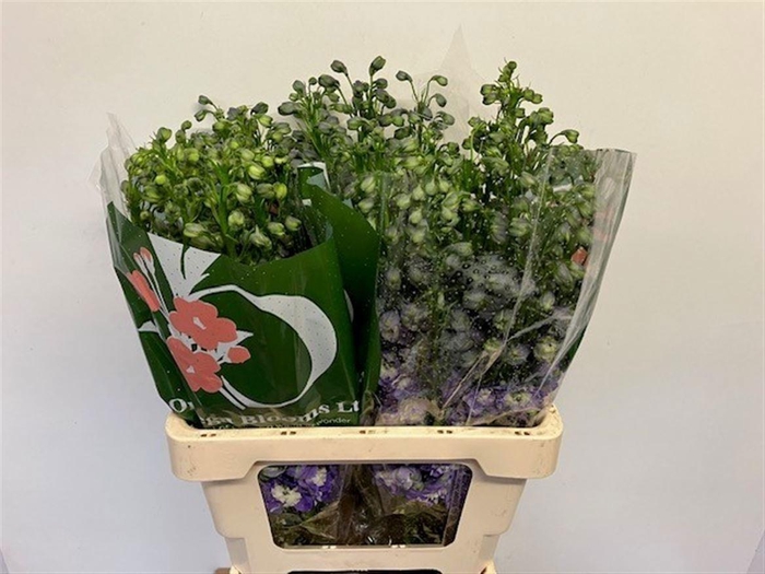 <h4>DELPH EL PURPLE ARROW</h4>