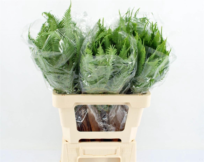 <h4>Umbrella Fern</h4>