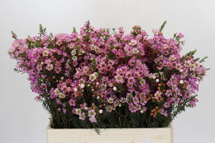 <h4>Chamelaucium Adi</h4>