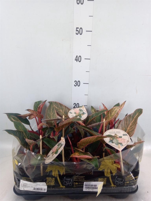 <h4>Philodendron   ...</h4>